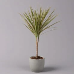 Die grüne Ecke -Die grüne Ecke 0221100105 Dracaena marg Bicolor 3er Set 13cm 12