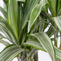 Duftender Drachenbaum 'Warneckii', Topf-Ø 21 Cm, Höhe Ca. 115 Cm -Die grüne Ecke 0221300002 Dracaena d Warneckii 21cm 2