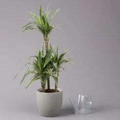 Duftender Drachenbaum 'Warneckii', Topf-Ø 21 Cm, Höhe Ca. 115 Cm -Die grüne Ecke 0221300002 Dracaena d Warneckii 21cm 3