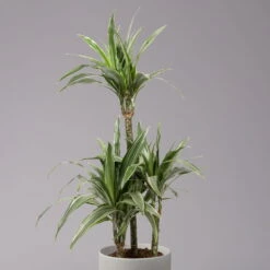 Duftender Drachenbaum 'Warneckii', Topf-Ø 21 Cm, Höhe Ca. 115 Cm -Die grüne Ecke 0221300002 Dracaena d Warneckii 21cm 4
