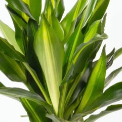 Duftender Drachenbaum 'Cintho', Topf-Ø 19 Cm, , Höhe Ca. 45 Cm -Die grüne Ecke 0221300007 Dracaena f Cintho 2er Tuff 19cm 2