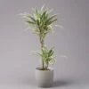 Duftender Drachenbaum 'White Stripe', Topf-Ø 19 Cm, Höhe Ca. 90 Cm -Die grüne Ecke 0221300011 Dracaena fragr White Stripe 2er Tuff 19cm 1
