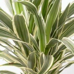 Duftender Drachenbaum 'White Stripe', Topf-Ø 19 Cm, Höhe Ca. 90 Cm -Die grüne Ecke 0221300011 Dracaena fragr White Stripe 2er Tuff 19cm 2