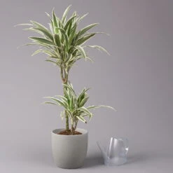 Duftender Drachenbaum 'White Stripe', Topf-Ø 19 Cm, Höhe Ca. 90 Cm -Die grüne Ecke 0221300011 Dracaena fragr White Stripe 2er Tuff 19cm 3