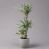 Duftender Drachenbaum 'White Stripe', Topf-Ø 21 Cm, Höhe Ca. 120 Cm -Die grüne Ecke 0221300014 Dracaena der White Stripe 21cm 1