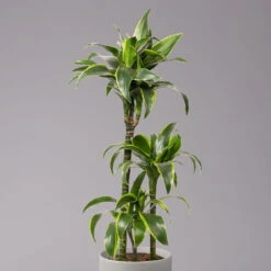 Duftender Drachenbaum 'Dorado', Topf-Ø 21 Cm, Höhe Ca. 100 Cm -Die grüne Ecke 0221300033 Dracaena frag Dorado Tuff 21cm 2