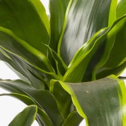 Duftender Drachenbaum 'Dorado', Topf-Ø 21 Cm, Höhe Ca. 100 Cm -Die grüne Ecke 0221300033 Dracaena frag Dorado Tuff 21cm 4