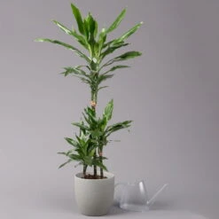 Duftender Drachenbaum 'Janet Lind', Topf-Ø 21 Cm, Höhe Ca. 120 Cm -Die grüne Ecke 0221300034 Dracaena fragr Janet Lind Tuff 21cm 3