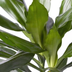 Duftender Drachenbaum 'Janet Lind', Topf-Ø 21 Cm, Höhe Ca. 120 Cm -Die grüne Ecke 0221300034 Dracaena fragr Janet Lind Tuff 21cm 4