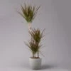 Gerandeter Drachenbaum 'Magenta', Topf-Ø 21 Cm, Höhe Ca. 120 Cm -Die grüne Ecke 0221300037 Dracaena marginata Magenta 3er Tuff 21cm 1