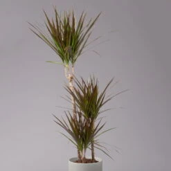 Gerandeter Drachenbaum 'Magenta', Topf-Ø 21 Cm, Höhe Ca. 120 Cm -Die grüne Ecke 0221300037 Dracaena marginata Magenta 3er Tuff 21cm 2