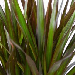 Gerandeter Drachenbaum 'Magenta', Topf-Ø 21 Cm, Höhe Ca. 120 Cm -Die grüne Ecke 0221300037 Dracaena marginata Magenta 3er Tuff 21cm 4