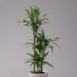 Duftender Drachenbaum 'Ulises', Topf-Ø 21 Cm, Höhe Ca. 110 Cm -Die grüne Ecke 0221300043 Dracaena der Ulises 21cm 2