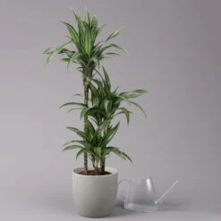 Duftender Drachenbaum 'Ulises', Topf-Ø 21 Cm, Höhe Ca. 110 Cm -Die grüne Ecke 0221300043 Dracaena der Ulises 21cm 3