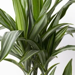 Duftender Drachenbaum 'Ulises', Topf-Ø 21 Cm, Höhe Ca. 110 Cm -Die grüne Ecke 0221300043 Dracaena der Ulises 21cm 4