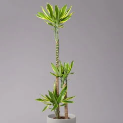 Duftender Drachenbaum 'Gold Dream', Topf-Ø 24 Cm, Höhe Ca. 140 Cm -Die grüne Ecke 0221400012 Dracaena frag Gold Dream 24cm 2