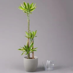 Duftender Drachenbaum 'Gold Dream', Topf-Ø 24 Cm, Höhe Ca. 140 Cm -Die grüne Ecke 0221400012 Dracaena frag Gold Dream 24cm 3