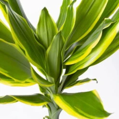 Duftender Drachenbaum 'Gold Dream', Topf-Ø 24 Cm, Höhe Ca. 140 Cm -Die grüne Ecke 0221400012 Dracaena frag Gold Dream 24cm 4