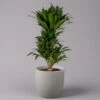 Duftender Drachenbaum 'Compacta', Verzweigt, Topf-Ø 24 Cm, Höhe Ca. 80 Cm -Die grüne Ecke 0221400013 Dracaena Compacta verzweigt KB 24cm 1