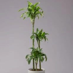 Duftender Drachenbaum 'Dorado', Topf-Ø 24 Cm, Höhe Ca. 130 Cm -Die grüne Ecke 0221400023 Dracaena fragr Dorado 3er Tuff 24cm 2