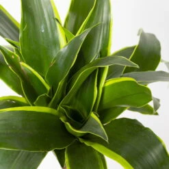 Duftender Drachenbaum 'Dorado', Topf-Ø 24 Cm, Höhe Ca. 130 Cm -Die grüne Ecke 0221400023 Dracaena fragr Dorado 3er Tuff 24cm 4