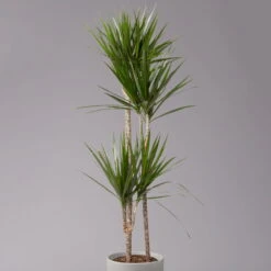 Gerandeter Drachenbaum 'Magenta', Topf-Ø 24 Cm, Höhe Ca. 150 Cm -Die grüne Ecke 0221400037 Dracaena marginata Tuff 24cm 2