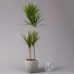 Gerandeter Drachenbaum 'Magenta', Topf-Ø 24 Cm, Höhe Ca. 150 Cm -Die grüne Ecke 0221400037 Dracaena marginata Tuff 24cm 3