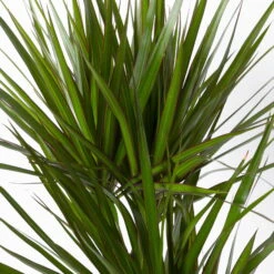 Gerandeter Drachenbaum 'Magenta', Topf-Ø 24 Cm, Höhe Ca. 150 Cm -Die grüne Ecke 0221400037 Dracaena marginata Tuff 24cm 4