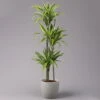 Duftender Drachenbaum 'Lemon Lime', Topf-Ø 24 Cm, , Höhe Ca. 140 Cm -Die grüne Ecke 0221400056 Dracaena d Lemon Lime Tuff 24cm 1