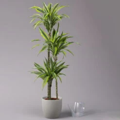 Duftender Drachenbaum 'Lemon Lime', Topf-Ø 24 Cm, , Höhe Ca. 140 Cm -Die grüne Ecke 0221400056 Dracaena d Lemon Lime Tuff 24cm 3