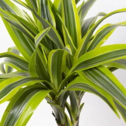 Duftender Drachenbaum 'Lemon Lime', Topf-Ø 24 Cm, , Höhe Ca. 140 Cm -Die grüne Ecke 0221400056 Dracaena d Lemon Lime Tuff 24cm 4