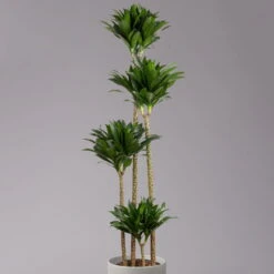 Duftender Drachenbaum 'Compacta', Topf-Ø 27 Cm, Höhe Ca. 160 Cm -Die grüne Ecke 0221500001 Dracaena fr compacta Tuff 27cm 2