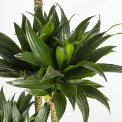 Duftender Drachenbaum 'Compacta', Topf-Ø 27 Cm, Höhe Ca. 160 Cm -Die grüne Ecke 0221500001 Dracaena fr compacta Tuff 27cm 4