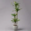 Duftender Drachenbaum 'Riki', Topf-Ø 27 Cm, Höhe Ca. 170 Cm -Die grüne Ecke 0221500017 Dracaena frag Riki 4er Tuff KB 27cm 1