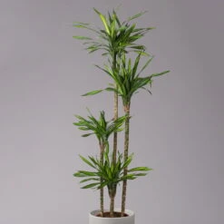 Duftender Drachenbaum 'Riki', Topf-Ø 27 Cm, Höhe Ca. 170 Cm -Die grüne Ecke 0221500017 Dracaena frag Riki 4er Tuff KB 27cm 2