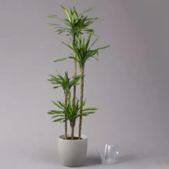 Duftender Drachenbaum 'Riki', Topf-Ø 27 Cm, Höhe Ca. 170 Cm -Die grüne Ecke 0221500017 Dracaena frag Riki 4er Tuff KB 27cm 3