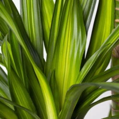 Duftender Drachenbaum 'Riki', Topf-Ø 27 Cm, Höhe Ca. 170 Cm -Die grüne Ecke 0221500017 Dracaena frag Riki 4er Tuff KB 27cm 4