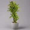 Duftender Drachenbaum 'Lemon Lime', Verzweigt, Topf-Ø 32 Cm, Höhe Ca. 140 Cm -Die grüne Ecke 0221500022 Dracaena Lemon Lime verzweigt KB 31cm 1