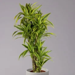 Duftender Drachenbaum 'Lemon Lime', Verzweigt, Topf-Ø 32 Cm, Höhe Ca. 140 Cm -Die grüne Ecke 0221500022 Dracaena Lemon Lime verzweigt KB 31cm 2