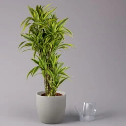 Duftender Drachenbaum 'Lemon Lime', Verzweigt, Topf-Ø 32 Cm, Höhe Ca. 140 Cm -Die grüne Ecke 0221500022 Dracaena Lemon Lime verzweigt KB 31cm 3