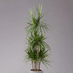 Gerandeter Drachenbaum, Topf-Ø 32 Cm, Höhe Ca. 150 Cm -Die grüne Ecke 0221500026 Dracaena marginata 90 Carousell 31cm 2