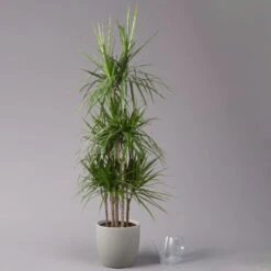 Gerandeter Drachenbaum, Topf-Ø 32 Cm, Höhe Ca. 150 Cm -Die grüne Ecke 0221500026 Dracaena marginata 90 Carousell 31cm 3