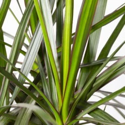 Gerandeter Drachenbaum, Topf-Ø 32 Cm, Höhe Ca. 150 Cm -Die grüne Ecke 0221500026 Dracaena marginata 90 Carousell 31cm 4