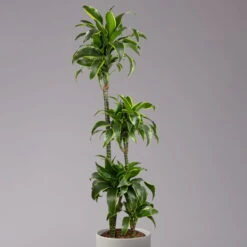 Duftender Drachenbaum 'Dorado', Topf-Ø 27 Cm, Höhe Ca. 160 Cm -Die grüne Ecke 0221500035 Dracaena fragr Dorado 27cm 2