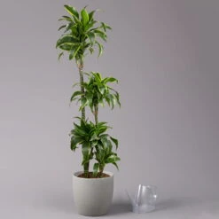 Duftender Drachenbaum 'Dorado', Topf-Ø 27 Cm, Höhe Ca. 160 Cm -Die grüne Ecke 0221500035 Dracaena fragr Dorado 27cm 3