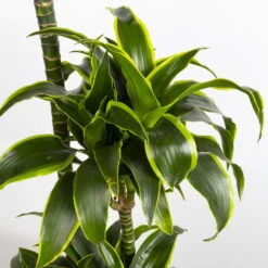 Duftender Drachenbaum 'Dorado', Topf-Ø 27 Cm, Höhe Ca. 160 Cm -Die grüne Ecke 0221500035 Dracaena fragr Dorado 27cm 4