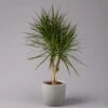 Gerandeter Drachenbaum, Verzweigt, Topf-Ø 27 Cm, Höhe Ca. 130 Cm -Die grüne Ecke 0221500038 Dracaena marginata verzweigt 27cm 1