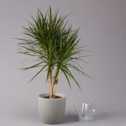 Gerandeter Drachenbaum, Verzweigt, Topf-Ø 27 Cm, Höhe Ca. 130 Cm -Die grüne Ecke 0221500038 Dracaena marginata verzweigt 27cm 3