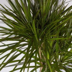 Gerandeter Drachenbaum, Verzweigt, Topf-Ø 27 Cm, Höhe Ca. 130 Cm -Die grüne Ecke 0221500038 Dracaena marginata verzweigt 27cm 4