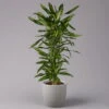 Duftender Drachenbaum 'Cintho', Verzweigt, Topf-Ø 27 Cm, Höhe Ca. 120 Cm -Die grüne Ecke 0221500060 Dracaena fragr Cintho verzweigt 27cm 1